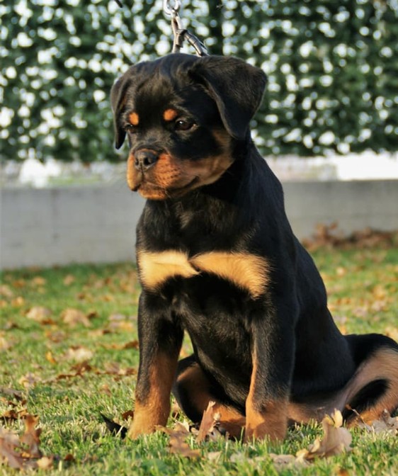 cucciola "G" di Casa Sambuca