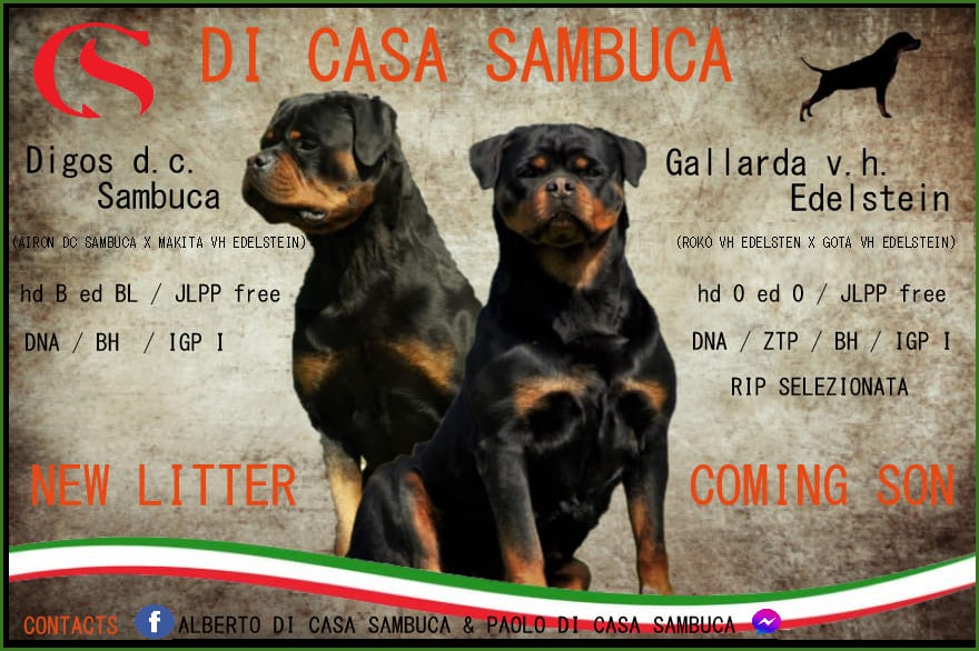DI CASA SAMBUCA NEW LITTER DI CASA SAMBUCA NEW LITTER 2021