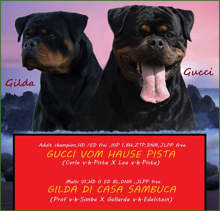 DI CASA SAMBUCA NEW LITTER DI CASA SAMBUCA NEW LITTER 2023